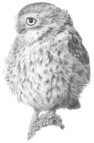 Louisa Crispin - Little Owl