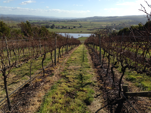 Tassie-vineyard-in-winter