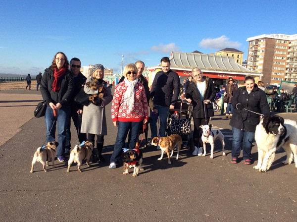 Some of 2014 pooches at start of walk
