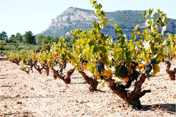 Castano-vineyard