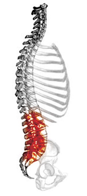 spine