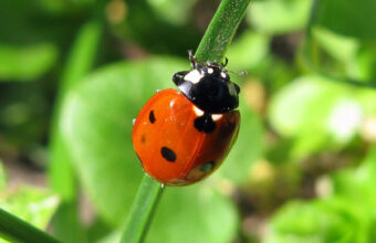 Seven-spot-ladybird