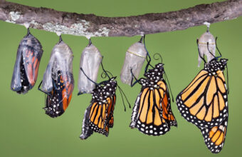 butterflies-in-cocoons-emerging