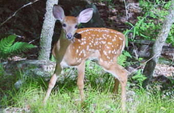 Fawn_in_Forest