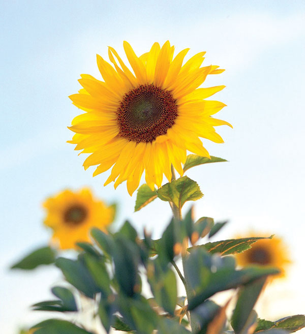 A_Sunflower