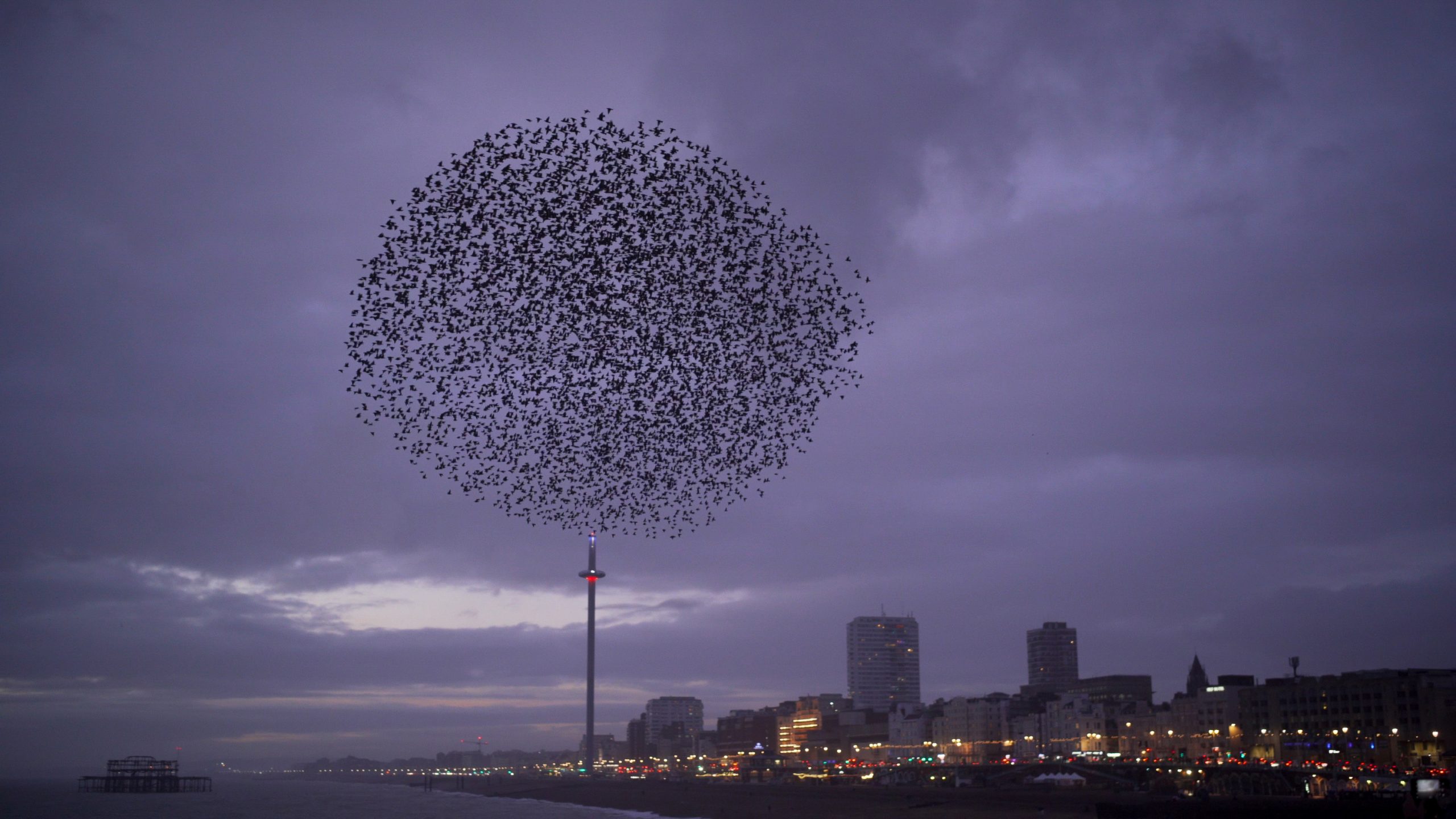 Lollipop - Steve Geliot