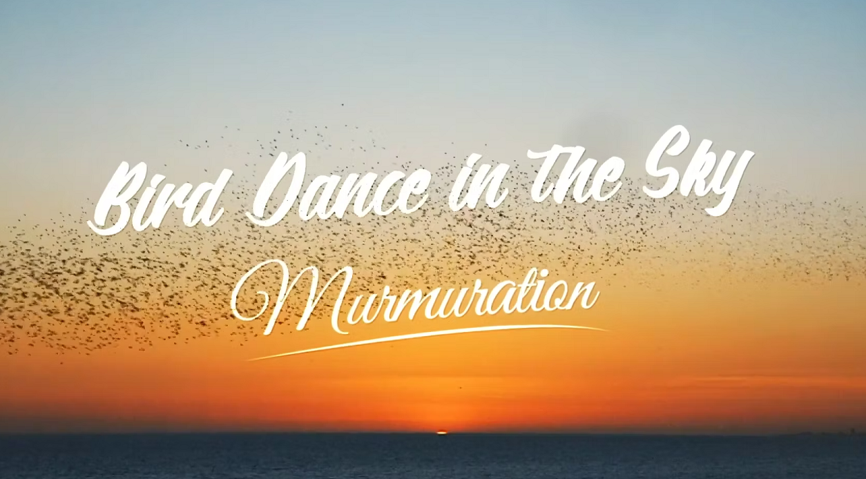 Bird Dance in the Sky