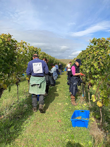  Probably The Prettiest Vineyard In The World Rathfinny Estates 