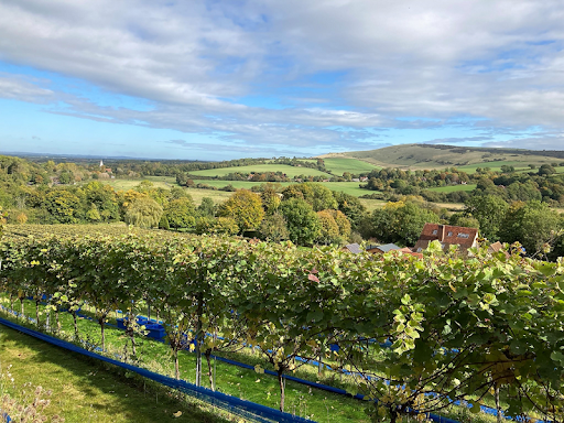 Views of Vineyard