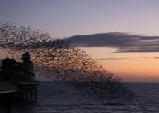 Bird Dance In The Sky