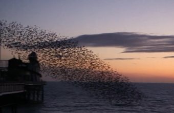 Bird Dance In The Sky